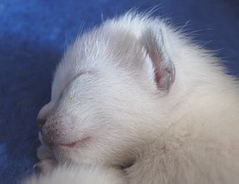 Schlafendes Thaikatzenbaby im Alter von 1 Woche 