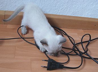 Katzenbaby mit Elektrokabel