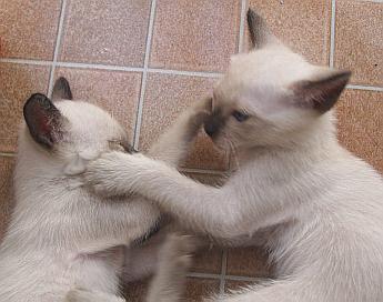 Zwei raufende Thaikatzen-Babies, 5 Wochen alt