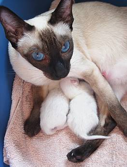 Thaikatze Jenny of Chiang Mai mit neugeborenen Kitten