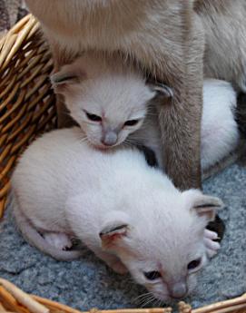 Thaikatzen Babies im Alter von 2 Wochen