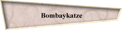 Bombaykatze