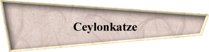 Ceylonkatze